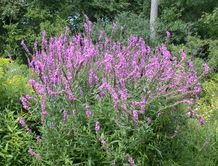  Purple Loosestrife plant